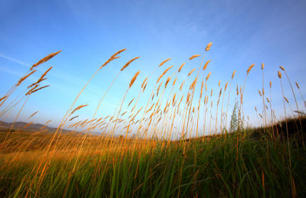 Cattails waving in the breeze in front of a blue sky.